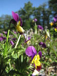 SX06271 Heartsease (Viola tricolor).jpg